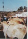 CPM 15 SAINT URCIZE ... Jour De Foire . Août 1993 (Livenais) Vaches - Autres & Non Classés