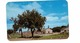 BRANDON, Manitoba, Canada, Twin Pines Motel, 1956 Chrome Advertising Postcard - Brandon