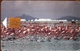 ANTILLES NEERLANDAISES - BONAIRE  -  Flamingos  -  60 Ut. - Antille (Olandesi)