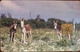 ANTILLES NEERLANDAISES - BONAIRE - Donkey  -  20 Units - Antilles (Netherlands)