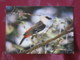 France 1989 Postcard Bird Tisserin Afrique To France - Oiseaux
