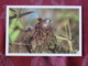 France 2005 Postcard Bird Panure Mesange To France - Oiseaux