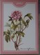 Petit Calendrier Poche 2003 Fleur Paeonia Pivoine - Pharmacie La Croix St Leufroy - Tamaño Pequeño : 2001-...