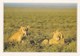 KENYA LIONS DANS LE MARC DE MAISAI MARA (dil437) - Kenya