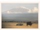 KENYA AMBOSELI ET LE KILIMANDJARO (dil437) - Kenya