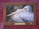 France Unused Postcard Bird Pelican Parc Animalier De Sainte-Croix - Vogels