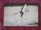France Unused Postcard Bird Serpentaire Secretaire Volerie Des Aigles Kintzheim Alsace - Birds