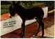 SPAIN POSTAL POST CARD BURRO BURROS BURRITO DONKEY DONKEYS BORRICO ÂNE MULI DONK ESPAÑA ES DIFERENTE, QUE INGRATA....VER - Burros