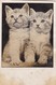 AK 2 Kleine Katzen - Katzenbabys - 1956 (46676) - Katzen