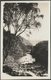 Borrowdale Birches And River Derwent, Cumberland, C.1930 - Pettitt RP Postcard - Borrowdale