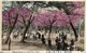 JAPON // JAPAN. CHERRY BLOSSOMS IN UENO PARK. TOKIO - Tokyo