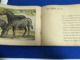 RARE ANIMALS ANTIQUE BOOK FOR CHILDREN " DIEREN IN HUN OMGEVING " BY JONGES EN MEISJES NETHERLANDS - Oude Boeken