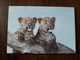 L20/176 Mini Calendrier Publicitaire. 2001. Leopards . Chateaubriant . Tabac / Presse - Petit Format : 2001-...