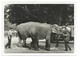 TRÈS RARE - Zoo De Vincennes - Le Gardien Conduisant Deux éléphants - Fin Années 30 - Photo 13x18 Argentique - Andere & Zonder Classificatie