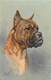 -themes Div.-ref-DD435-illustrateurs -illustrateur - Chiens  -theme Chien - Dogs - Dog -portrait - - Dogs