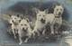 -themes Div.-ref-DD429 - Chiens - Chien - Dogs - Dog - Dogs