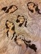 Persia - Iran - Tappeto Persiano Tabriz 60 Raj  Figurato - Lana Kurk,  Extra Fine , Raro Esemplare - Tapijten