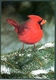 GERMANY -  ROTER  KARDINAL ( Cardinalis Cardinalis )  BIRD - FAUNA - Birds