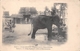 ¤¤  -  INDE   -  RAMESWARAM   -  La Toilette De L'Eléphant Sacré       -  ¤¤ - India