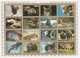 Ajman - Lot De 2 Feuillets De 16 Timbres Grand Format - Animaux Sauvages - Année 1973 Mi 2685 à 2700 Et 2829 à 2844 - Ajman