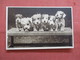 Group Of   Dogs  Happy Days   Ref 3839 - Dogs