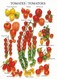 Les Tomates (2 Scans) - Sonstige & Ohne Zuordnung