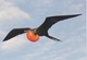 Postcard Dutch Curacao With Bird, Unused - Oiseaux