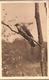 Austria & Circulated, Österreichischer Tierschutzverein Kuckuck, Wien 1933 (7779) - Oiseaux