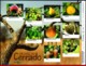 Ref. BR-V2016-18-2 BRAZIL 2016 FRUITS, FRUITS OF CERRADO,PLANTS,, SET OF SHEET AND MINI SHEET MNH 15V - Blocs-feuillets