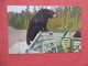 Black Bear Climbing On Convertible Car  Yellowstone National Park   Ref 3843 - Bears