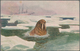 Thematik: Arktis / Arctic: 1924/1926, POLHAVET, "FRAM" Ppc "Walrus" Bearing Norway 5ö. Green (faults - Sonstige & Ohne Zuordnung