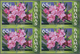Thematik: Flora, Botanik / Flora, Botany, Bloom: 2006, Bahamas. Imperforate Block Of 4 For The 65c V - Other & Unclassified
