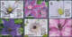 Thematik: Flora, Botanik / Flora, Botany, Bloom: 2013, Guernsey. Complete Set "Clematis" (6 Values) - Sonstige & Ohne Zuordnung