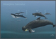 Angola: 2003, Whales Complete Set Of Two (Bryde's Whale And Heaviside Dolphin) In Vertical IMPERFORA - Angola