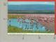 CARTOLINA VG KENIA - Greater Flamingoes - Fenicotteri Rosa - 10 X 15 - 1979 - Kenia