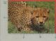 CARTOLINA VG KENIA - African Wildlife - Cheetah - 10 X 15 - 1983 - Kenia