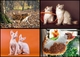 2020-026-029 Russia 4 Postal Cards Fauna Of Russia. Cats (card) - Russia