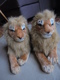 Couple De Lions En Peluche - Plüschtiere