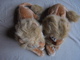 Couple De Lions En Peluche - Peluche