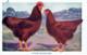 Publicité Sulfate D'amoniaque Rhode Island  Red Poule Et Coq Selection Gembloux - Advertising
