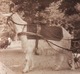 BOUC  ATTELE A UNE VOITURETTE OU SE TIENT UN ENFANT Jeune Fille CARTE PHOTO - Photographie