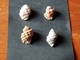 Marocco 4 Pz Da Mm.30 - Seashells & Snail-shells