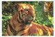 Amur Tiger (Tigre De Sibérie) Save Vanishing Species. WWF  Carte-maximum Etats-Unis - Maximum Cards