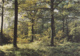 Sénart 91 - Forêt De Sénart - Editeur Raymon - Sénart