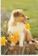 AN 546  , FANTASY POSTCARD , CPM , DOGS - Honden