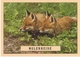 AN 550  , FANTASY POSTCARD , CPM  ,  DOGS - Chiens