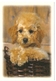 AN 553  , FANTASY POSTCARD , CPM  ,  DOGS - Chiens