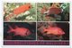 MALDIVES - SQIRRELFISHES (PHOTO MUSTAQ) / THEMATIC STAMP-BIRD - Maldive