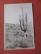RPPC  Men By Cactus  Ref  3855 - Cactusses