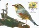MACAU 1995 BIRDS MAXIMUM CARD - LEIOTHRIX LUTEA - Maximumkarten